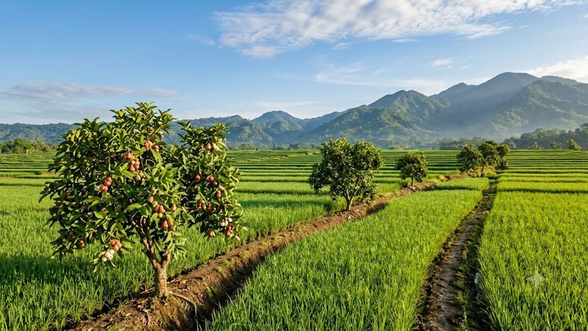 9 Pohon Buah yang Cocok Ditanam di Pematang Sawah, Hasilnya Bisa Jadi Penghasilan Tambahan