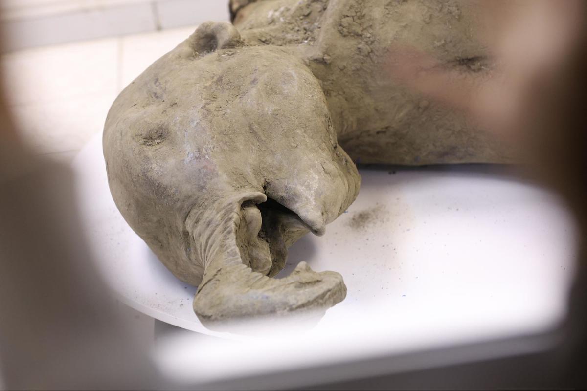 Bayi Mammoth Ditemukan di Bawah Salju Abadi Yakutia
