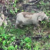 Gajah Sumatera di Bentang Alam Seblat Kini Dimonitor dengan Drone Thermal