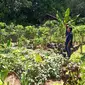 Foto: Lahan pertanian dengan sistem organik yang dikelola Bengkel Misi, Maumere, Kabupaten SIKKA, NTT (Liputan6.com/Dion)