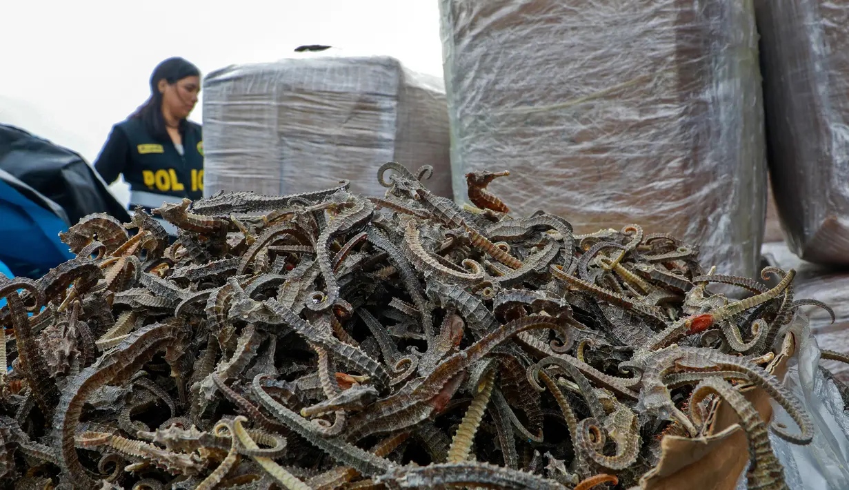 Penampakan kuda laut yang disita dari sebuah kapal di Pelabuhan Callao, Peru, Senin (30/9/2019). Kuda laut dipandang sebagai sumber utama pengobatan tradisional Tiongkok untuk menyembuhkan infertilitas, kebotakan, asma, dan radang sendi. (Peruvian Ministry of Production/AFP)