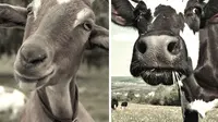 Mana yang lebih baik untuk dikonsumsi, susu kambing apa susu sapi?