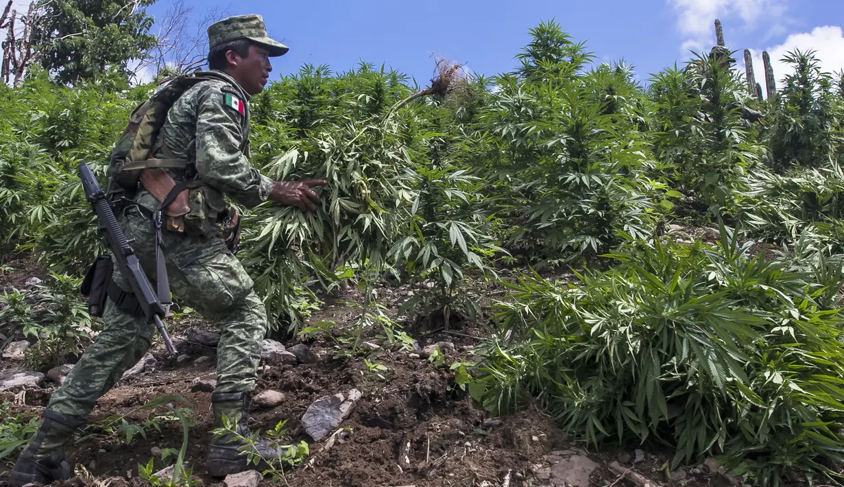 Seorang tentara Meksiko membawa tanaman ganja untuk dimusnahkan dengan cara dibakar di kotamadya Cosala, negara bagian Sinaloa, Meksiko (2/10/2019). Tentara Meksiko menemukan permukaan total 30.000 meter persegi perkebunan ganja. (AFP Photo/Rashide Frias)