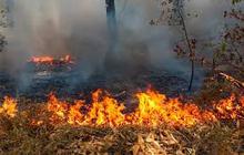 BNPB Rilis Imbauan Cegah Kebakaran Hutan, Ini Langkah untuk Warga