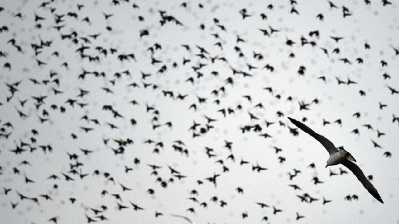 Fenomena jutaan burung jalak bermigrasi lintasi langit Eropa