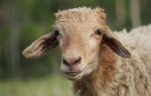 7 Manfaat Torpedo Kambing, Jadi Sumber Energi hingga Perkuat Tulang dan Gigi