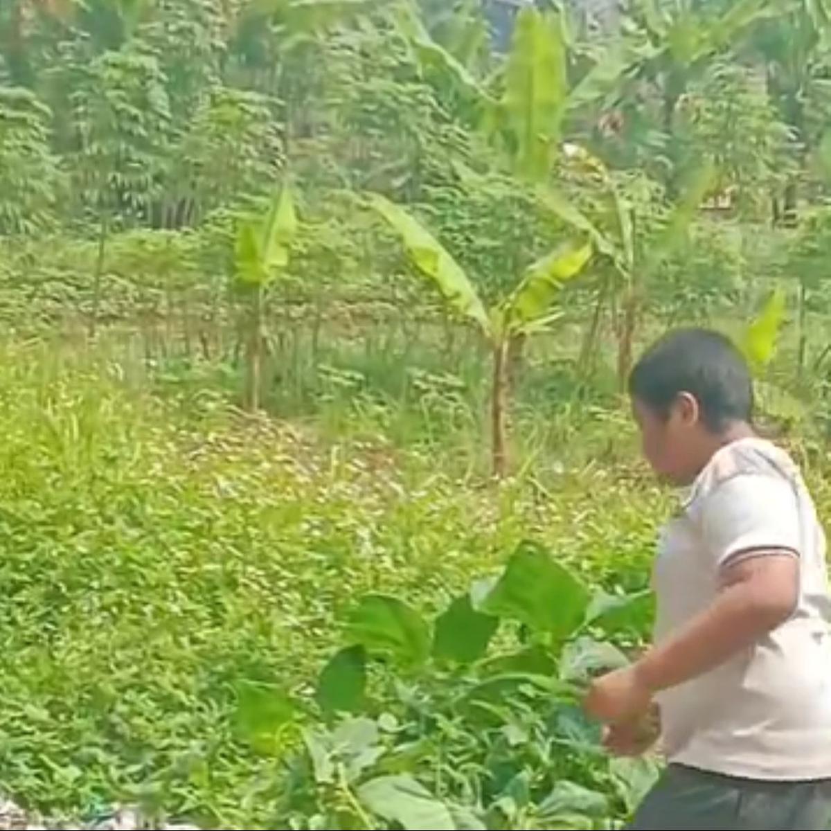 Heboh Bocah di Kabupaten Bandung Barat Hobi Makan Daun dan Rumput