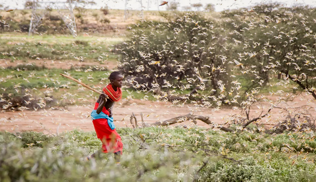 Seorang anak memukul kawanan belalang gurun dengan tongkat di dekat Desa Sissia, Samburu, Kenya, Kamis (16/1/2020). Serangga penghancur tanaman yang baru-baru ini meluluhlantakkan tanaman di Somalia dan Ethiopia, kini bermigrasi ke Kenya. (AP Photo/Patrick Ngugi)