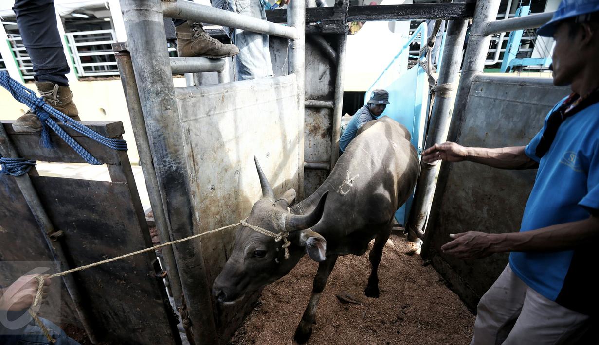 Petugas melakukan bongkar muat sapi yang baru tiba di Pelabuhan Tanjung Priok, Jakarta, Selasa (9/2). Pemerintah mendatangkan 500 ekor sapi agar bisa menekan harga daging di pasaran hingga kisaran Rp 85.000-Rp 90.000 per kg. (Liputan6.com/Faizal Fanani)