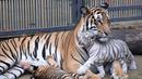 Seekor harimau putih bersama ibunya di sebuah kebun binatang di Chittagong, Bangladesh (12/9). Pihak berwenang kebun binatang mengatakan harimau putih ini pertama yang lahir dan dibesarkan di kebun binatang Bangladesh. (AFP Photo/Habibur Rob)