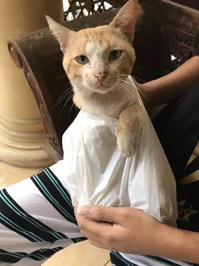 10 Potret Lucu Kucing saat Digendong, Ada yang Dipeluk Hingga Pakai Jarik