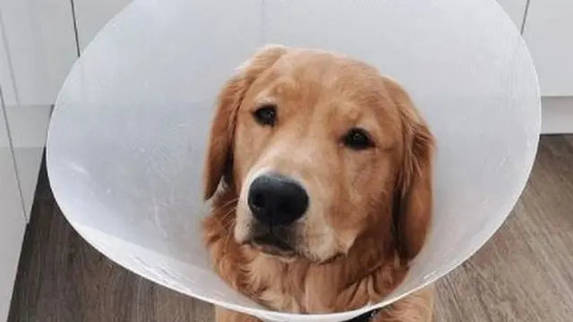 anjing telan airpod pemiliknya