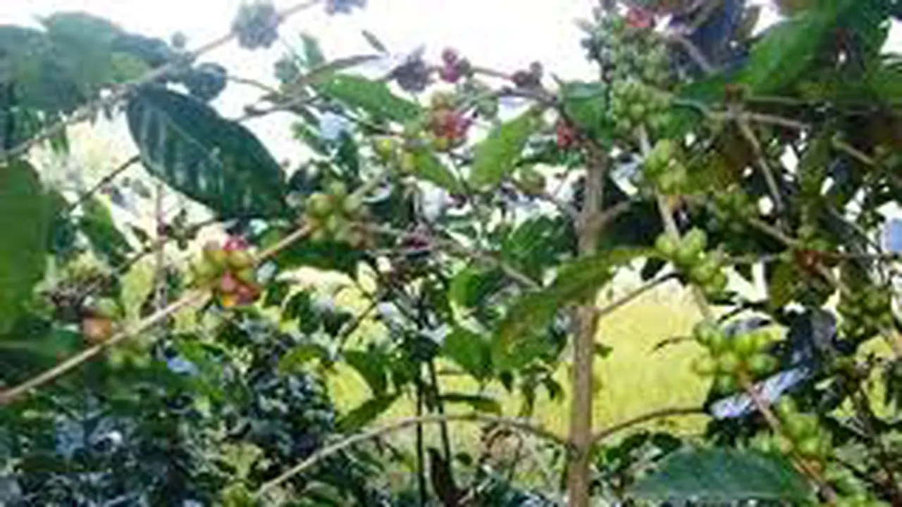 Kopi 