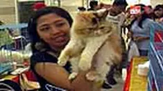 Selain mempertontonkan keindahan bulu dan bentuk fisiknya, kucing yang berlomba harus terlihat sehat terutama kesehatan mata, hidung, dan telinga. 