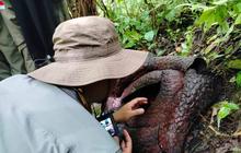 BRIN Pastikan Kekerabatan Genetik Rafflesia Arnoldii di Palupuh dengan Spesies Malaysia Melalui Penelitian Mendalam