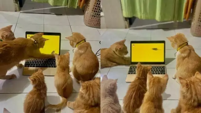 10 Potret Lucu Kucing Lagi Kumpul, Bak Bocah Nongkrong Bareng
