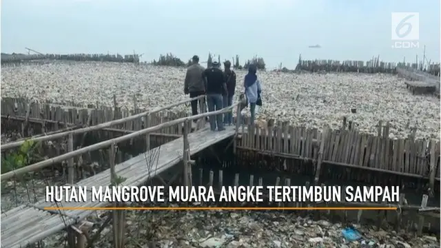 Timbunan sampah menutup hutan mangrove di kawasan Muara Angke Jakarta Utara. Selain it smpah juga menutup tambak Bandeng swadaya mirip masyarakat