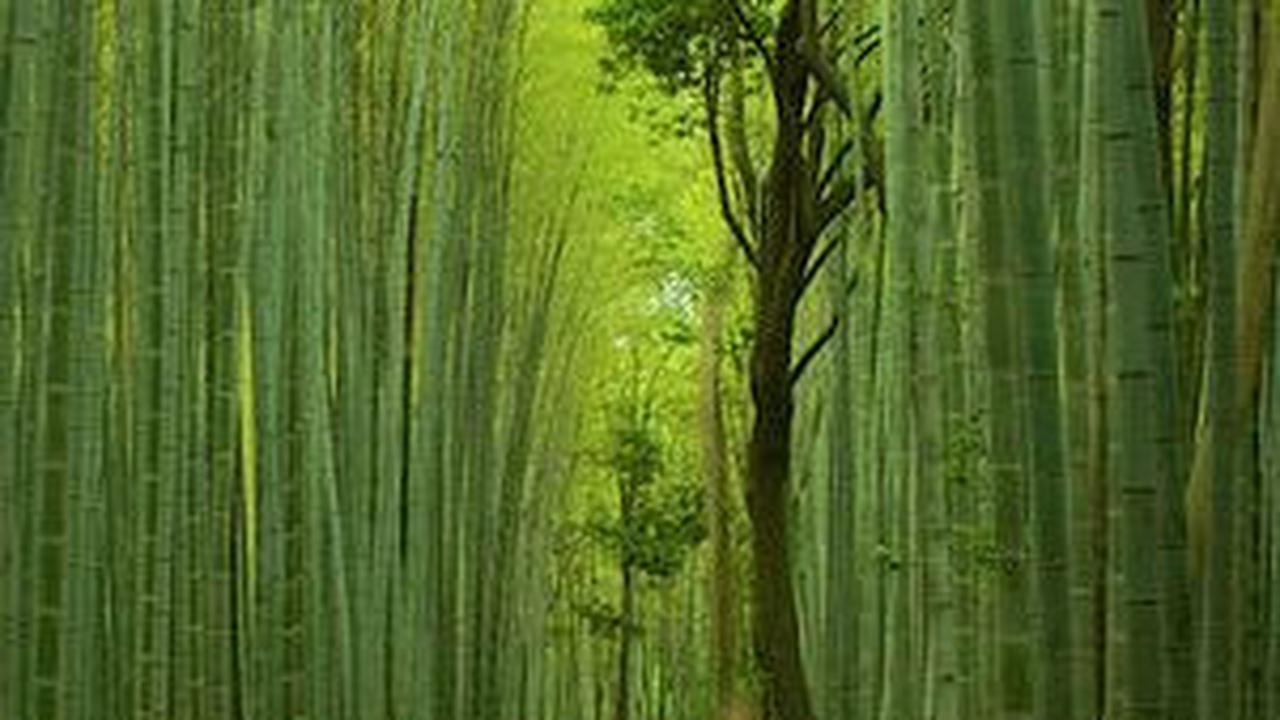 10. Arashiyama<br>