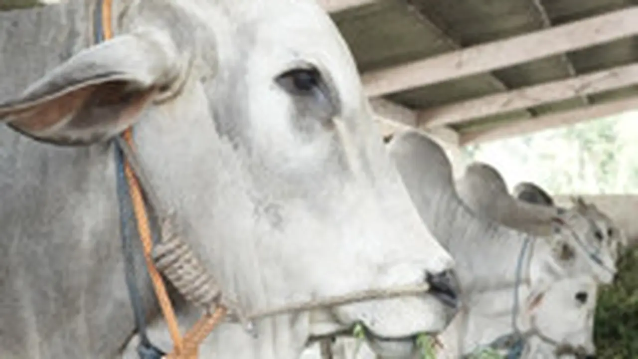 Pasokan Daging Sapi