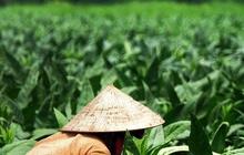 Kisah Perbudakan Petani di Perkebunan Tembakau Deli, Korbannya Ribuan Kuli Perempuan dari India