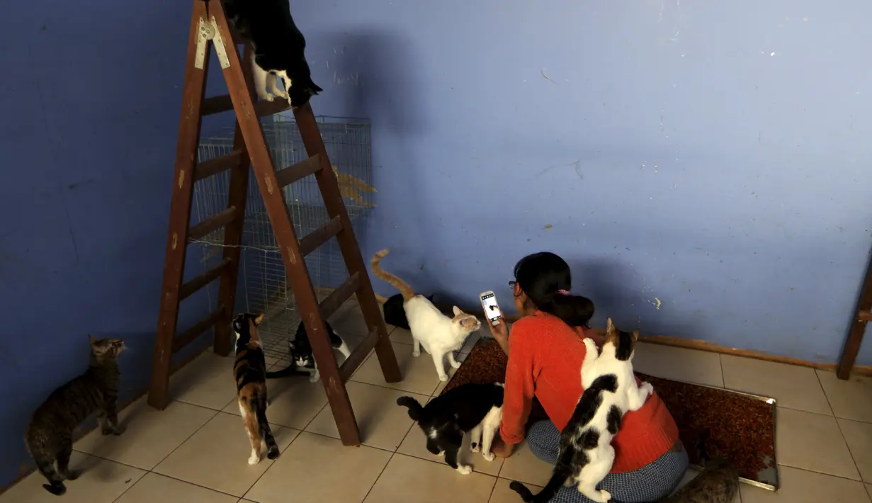 Liza Inga mengambil gambar kucing dirumahnya, Lima, Peru (4/8/2015). Inga memposting kucing-kucingnya ke Facebook untuk mempromosikan kepada masyarakat yang ingin mengadopsi. (REUTERS/Mariana Bazo)