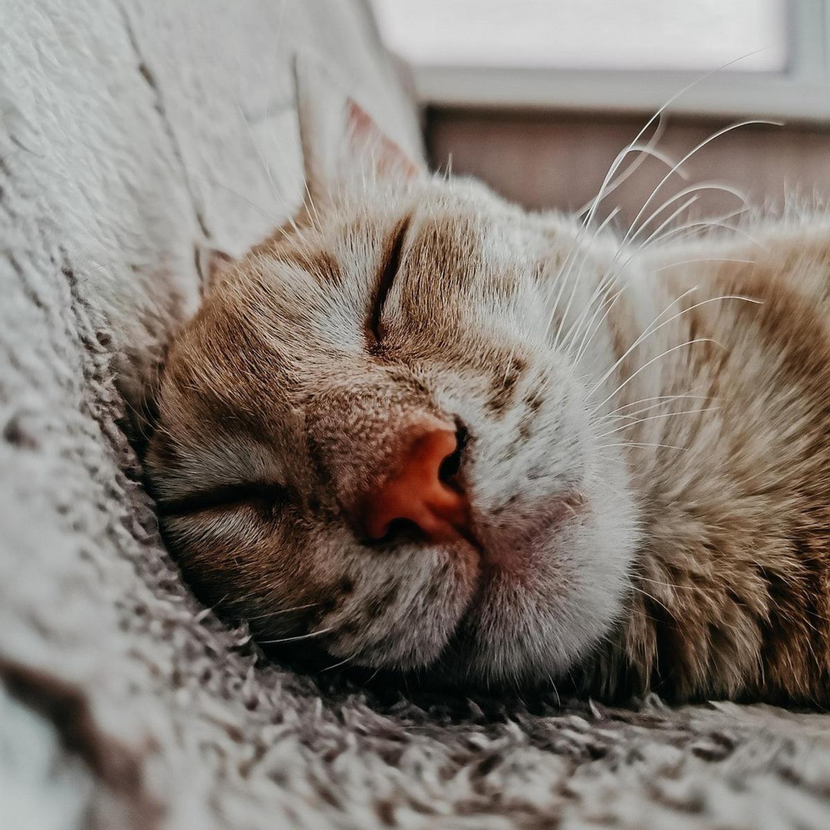 7 Fakta Tentang Kucing yang Jarang Diketahui, Kucing Tertua Hidup 38 Tahun