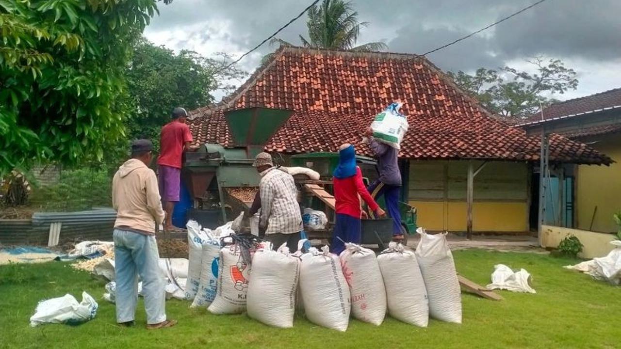 Peningkatan Produksi Jagung Lampung Capai 2,25 Juta Ton di 2025, Didorong Kebijakan Pemerintah