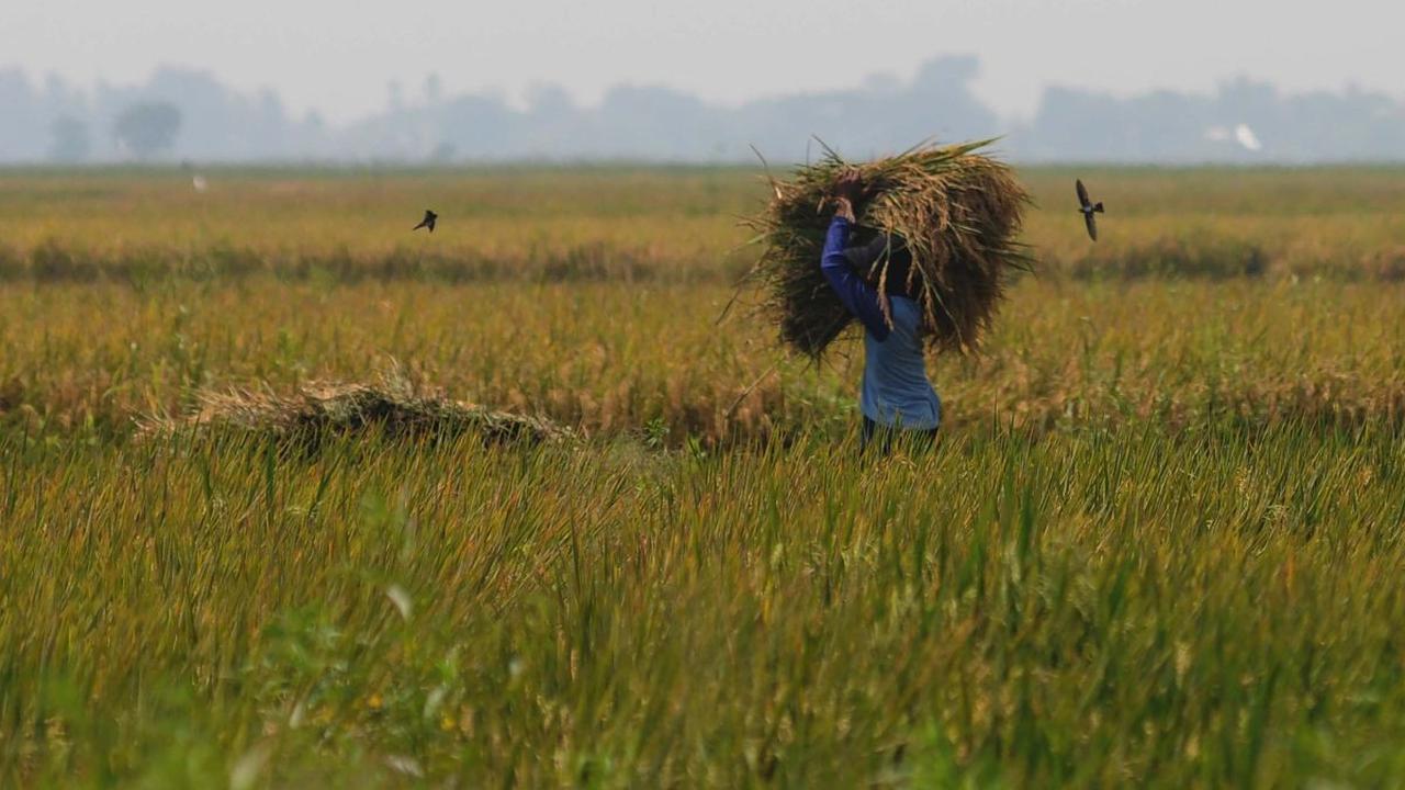 FOTO: Geliat Petani di Tengah Kenaikan Harga Gabah Kering Panen Rp6.000 per Kilogram
