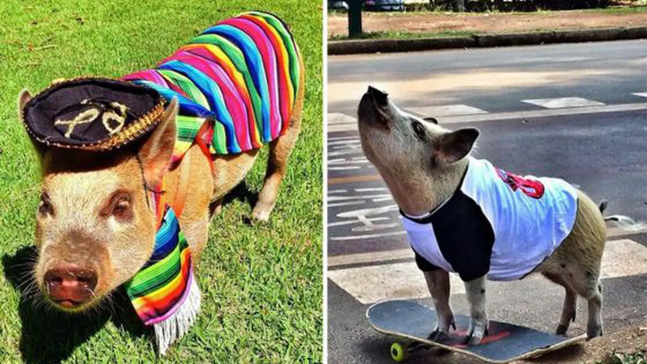 Babi Stylish Ini Punya 60.000 Follower di Instagram 