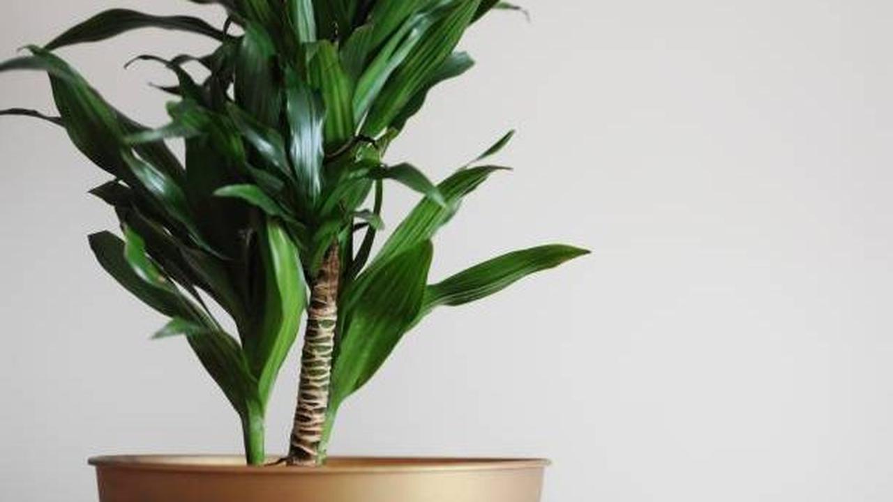 Dracaena