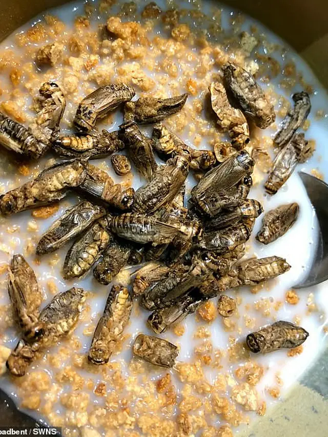 makan serangga demi kekar
