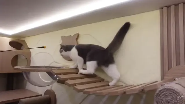 Kandang Kucing di Rumah Salshabilla Adriani dan Ibrahim Risyad (Foto: Salshabilla TV)