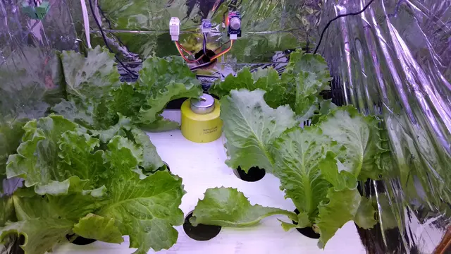 Autogrow ITB