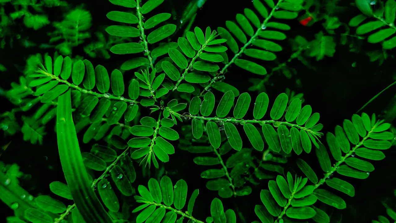 Daun Meniran