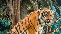 Harimau Benggala di Lembang Park And Zoo