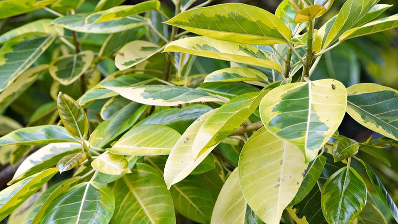 Ficus Lyrata