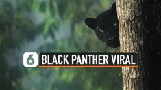 BLACK PANTHER