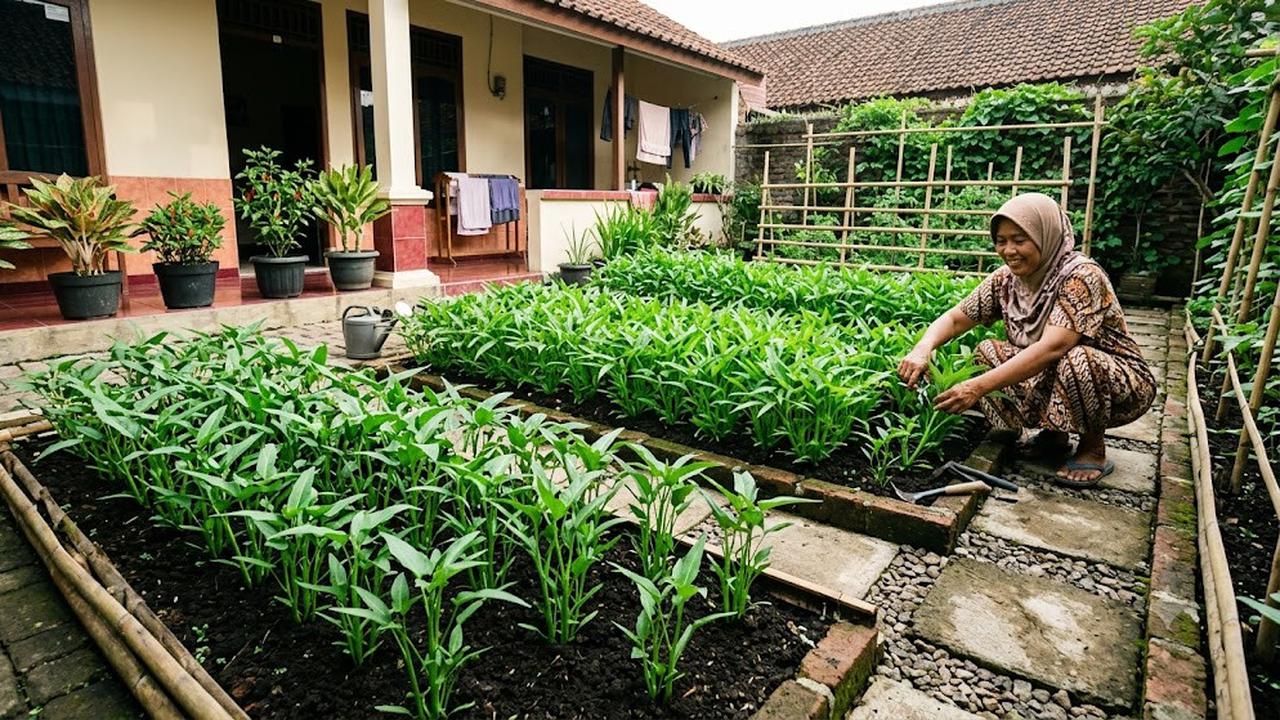 Cara Menanam Kangkung Darat di Pekarangan, Mudah dan Cepat Dipanen