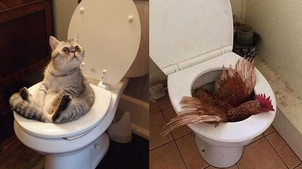 6 Potret Hewan Buang Air Besar di Toilet Ini Bikin Tepuk Jidat