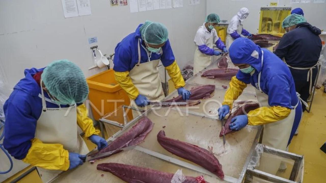 Indonesia Perluas Pasar Global, Ekspor Perdana Tuna Loin Maluku Tembus Thailand