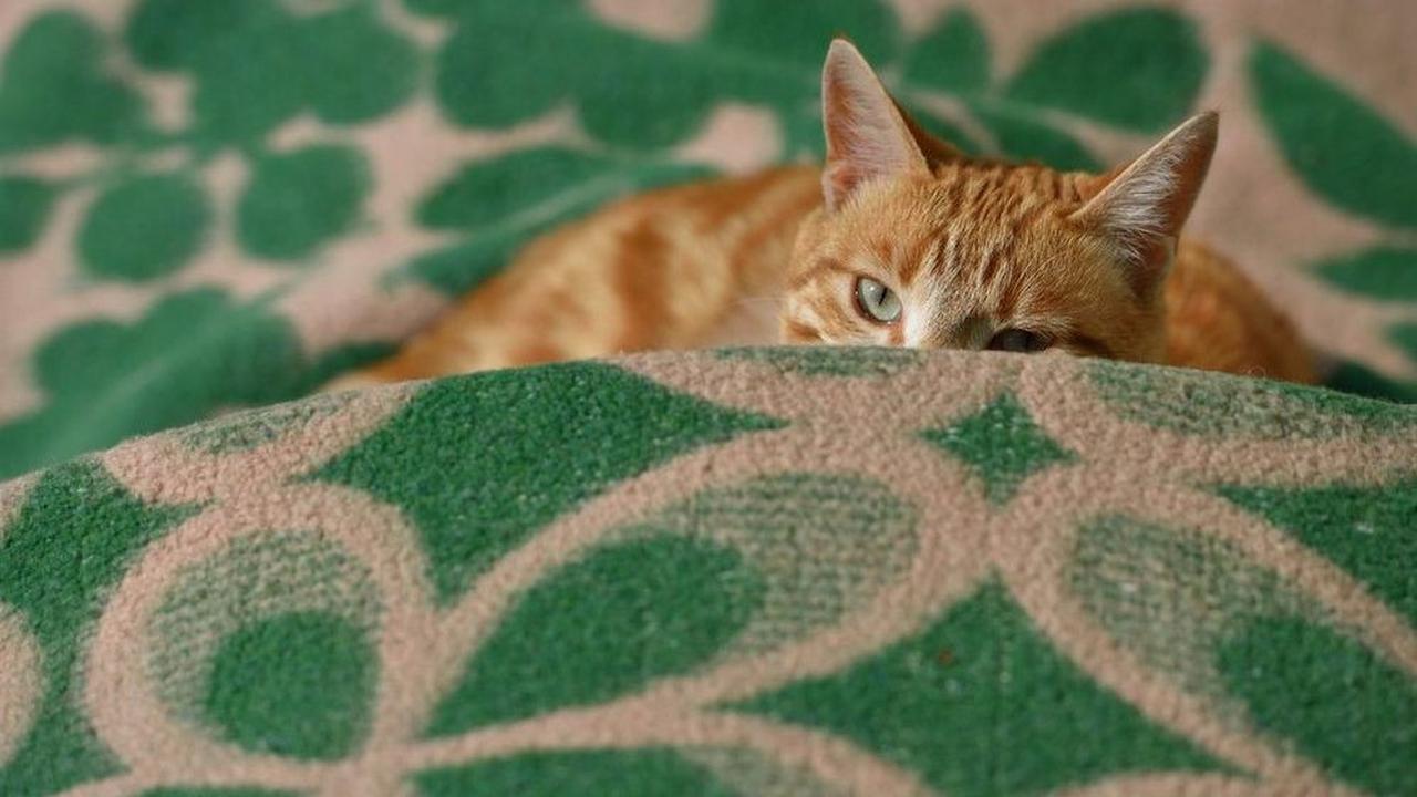Sadis, Demi Konten Dua Pemuda Siksa Kucing dan Buang ke Laut