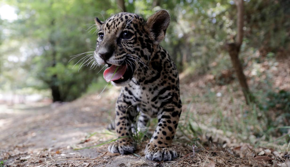 Unduh 980 Koleksi Gambar Hewan Jaguar Paling Baru Gratis
