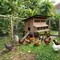 Ukuran Ideal Area Umbaran Ayam Kampung untuk Pemula, Sesuaikan dengan Jumlah Ternak