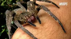 Seseorang telah menangkapnya di sebuah peternakan tua di kawasan Queensland, Australia.