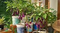10 Ide Kebun Sayur di Rumah Tanpa Halaman, Lahan Sempit Bukan Lagi Halangan