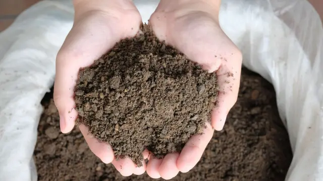 Pemberian 5 ton abu sisa pembakaran batu bara per hektare dapat meningkatkan produktivitas tanaman jagung sebesar 15,15 persen, dan pada padi sawah sebesar 15,16 persen. (Dok PLN)