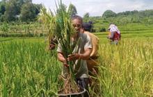 Hari Tani Nasional 2025: Sejarah dan Perjuangan Petani