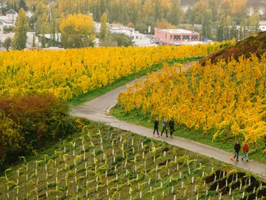 Orang-orang berjalan melewati kebun anggur di sebuah bukit di Konigswinter, kota yang terletak di dekat Bonn, Jerman barat, pada 25 Oktober 2020. (Xinhua/Tang Ying)