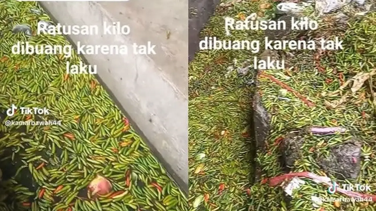 Viral Ratusan Kilogram Cabai Terendam di Selokan, Diduga Dibuang Karena Tidak Laku