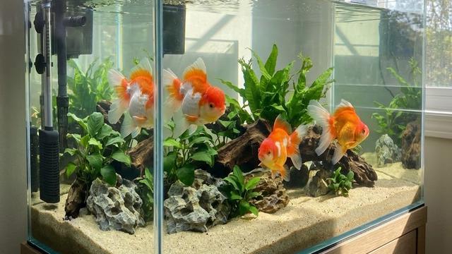 Ikan Mas di Belanda Pecahkan Rekor Mengendarai Mobil Mini dalam Satu Menit